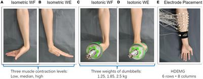 Applying muscle synergy analysis to forearm high-density electromyography of healthy people